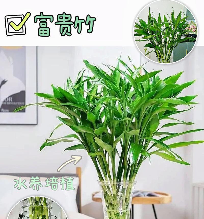 什么花寓意节节高升？节节高的花代表什么？