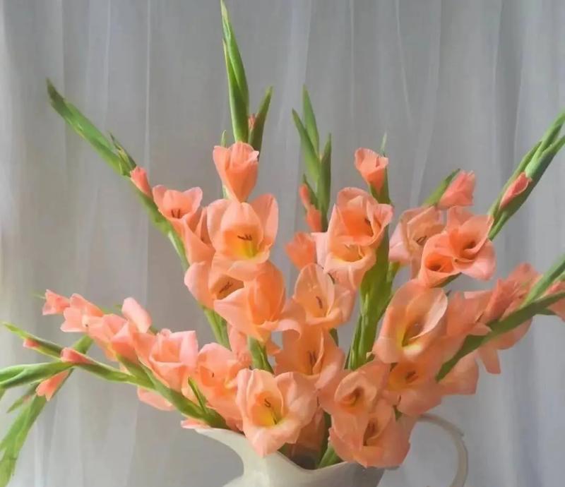 什么花寓意节节高升？节节高的花代表什么？