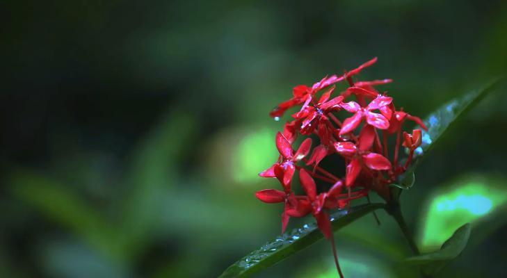什么花寓意节节高升？节节高的花代表什么？