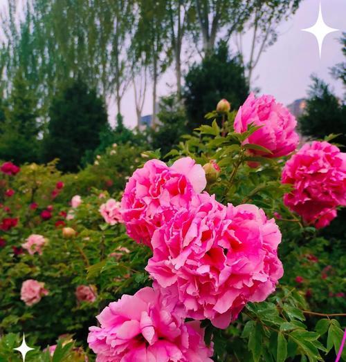 牡丹花象征如意的花语是什么？