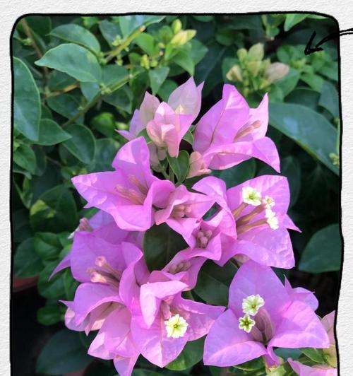 紫色十叶花代表什么？其寓意是什么？
