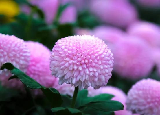 紫色十叶花代表什么？其寓意是什么？