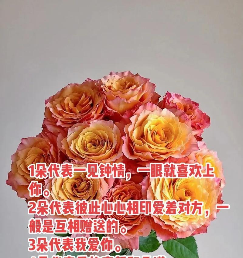 白色玫瑰花几朵代表什么含义？白色玫瑰花的数量与含义有何关系？
