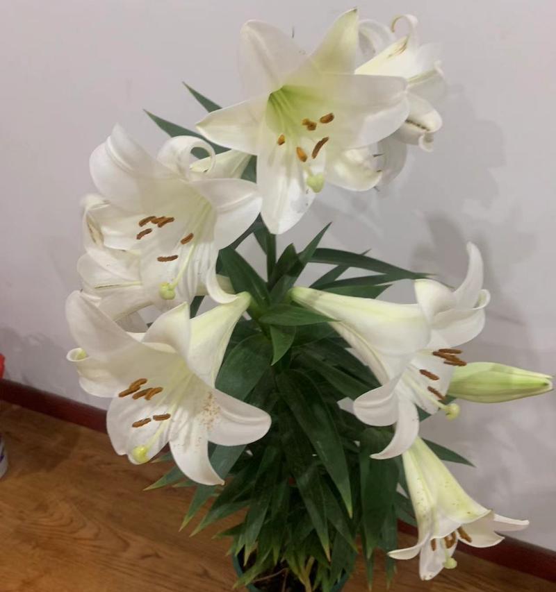 白色百合花的象征意义是什么？