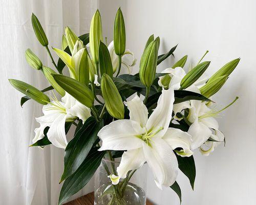 白色百合花的象征意义是什么？
