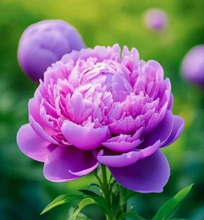 紫色花中哪些象征长寿？紫色象征长寿的花是什么？