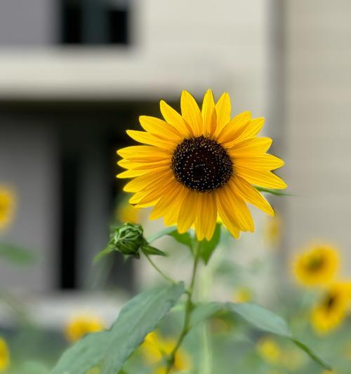沉默的爱情可以用什么花来表达？花语中有哪些关于沉默爱情的句子？