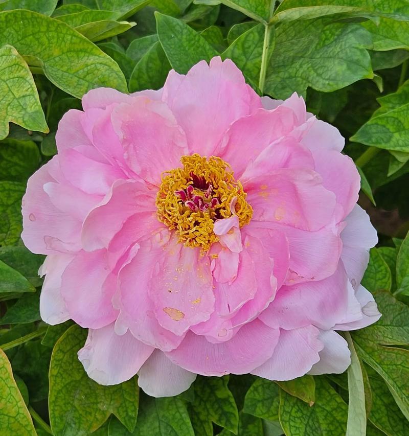 牡丹花有哪些吉祥寓意？牡丹花象征着什么？