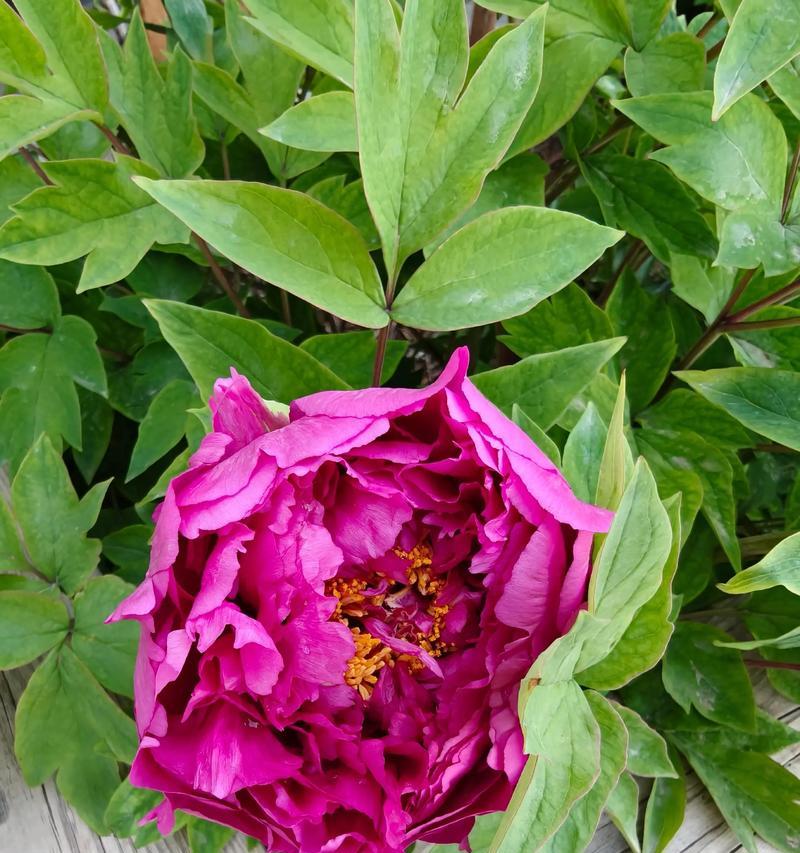 牡丹花有哪些吉祥寓意？牡丹花象征着什么？