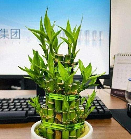 哪种花象征血腥的爱情？