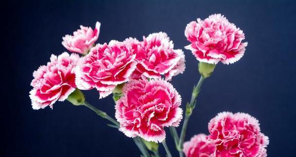 三八节康乃馨的花语是什么？