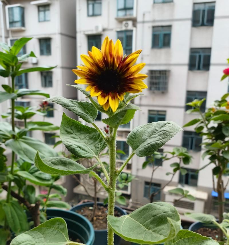 黄色的花代表意义是什么？三种颜色太阳花的寓意有何不同？