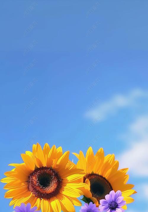 黄色的花代表意义是什么？三种颜色太阳花的寓意有何不同？