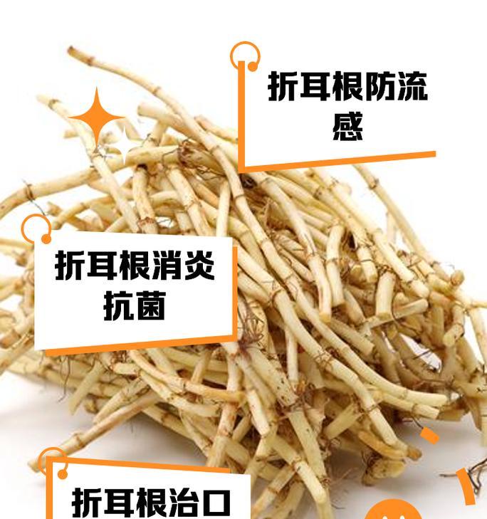 折耳根色的花语代表什么？