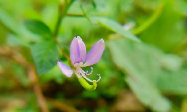 折耳根色的花语代表什么？