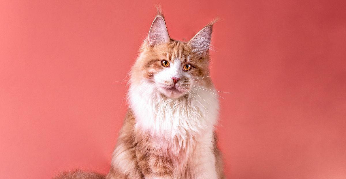 粉色的猫有啥寓意的花吗？粉色花的含义是什么意思？