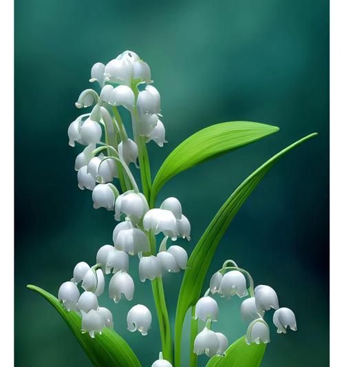 哪种花象征幸福和爱？它的花语是什么？