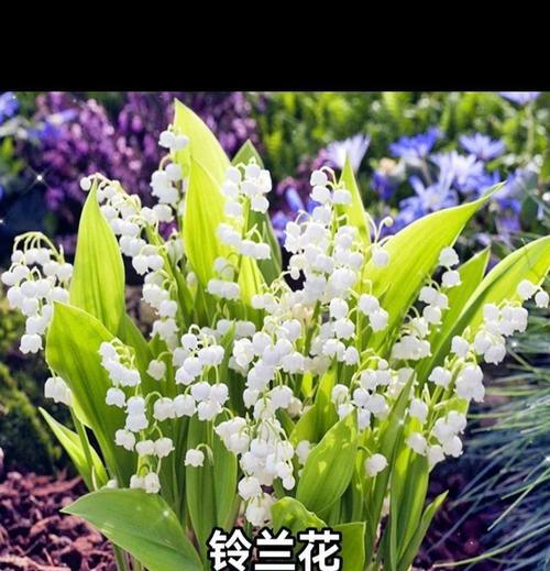 哪种花象征幸福和爱？它的花语是什么？