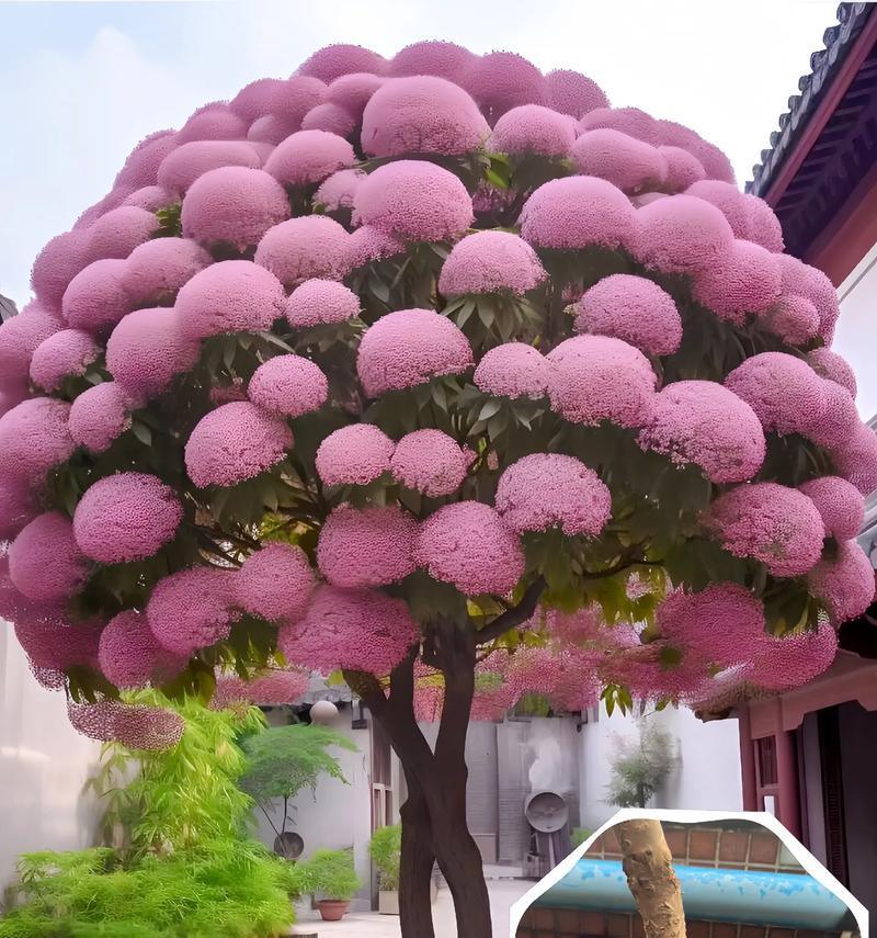 粉色流苏花代表什么？它的花语是什么？
