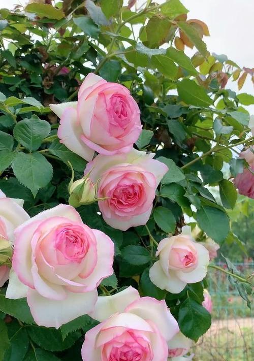 粉色流苏花代表什么？它的花语是什么？