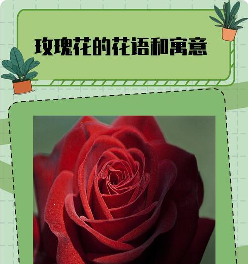 玫瑰花品种颜色的寓意是什么？玫瑰花的花语有哪些？