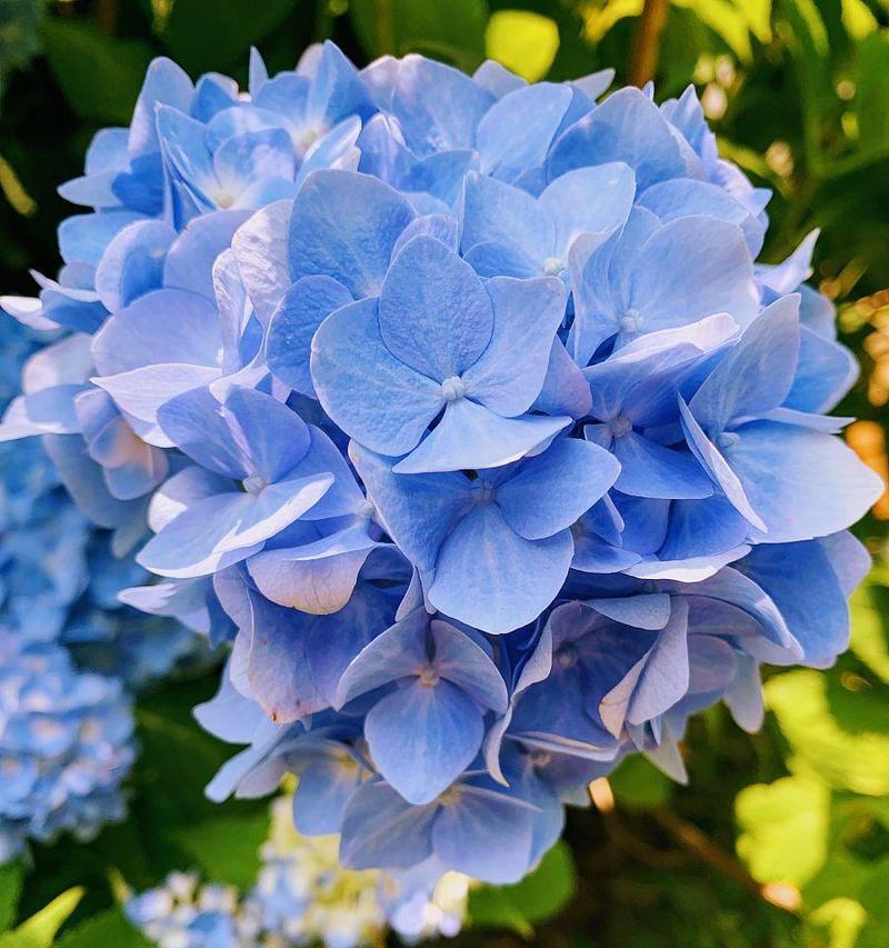 蓝色绣球花象征着什么？它的寓意有哪些？