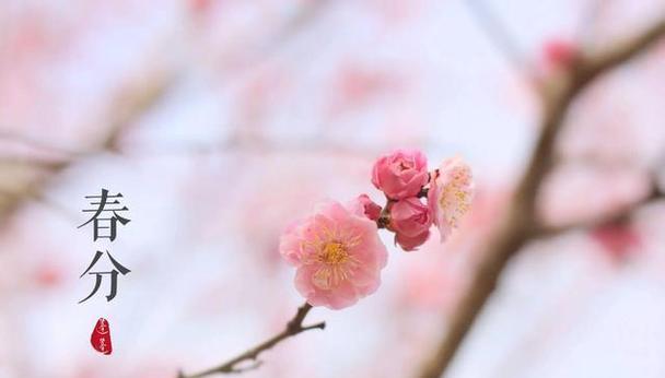 每个节气都有哪些象征的花？节气花的含义是什么？