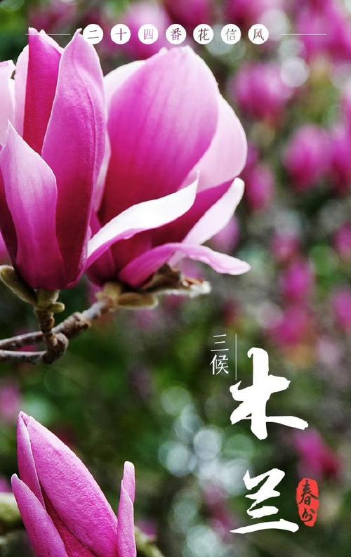 每个节气都有哪些象征的花？节气花的含义是什么？
