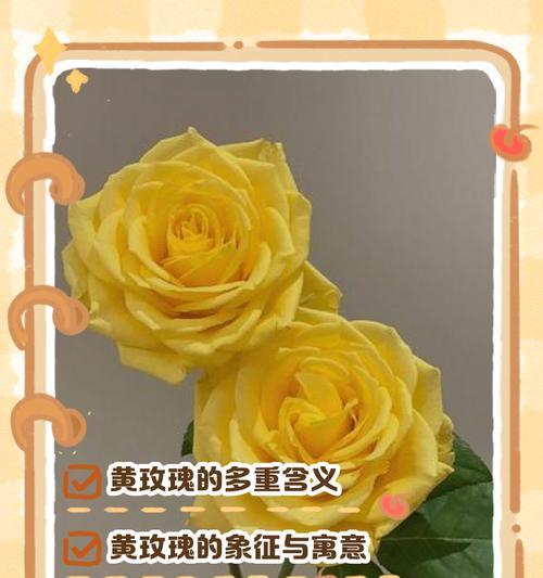 黄色针垫花的花语和寓意是什么？
