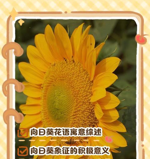 黄色针垫花的花语和寓意是什么？
