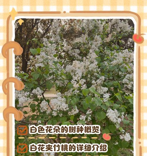 送情侣白色花的寓意是什么？白色花有哪些特别的含义？