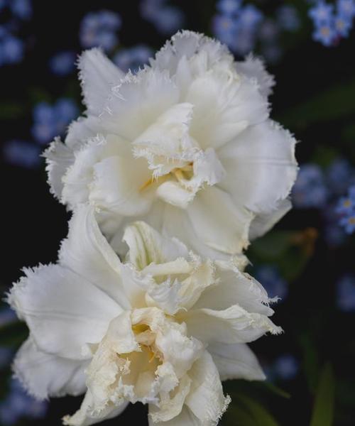 白色花的寓意是什么？白色花代表了哪些情感？
