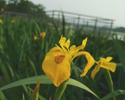 银色影子花语代表什么？
