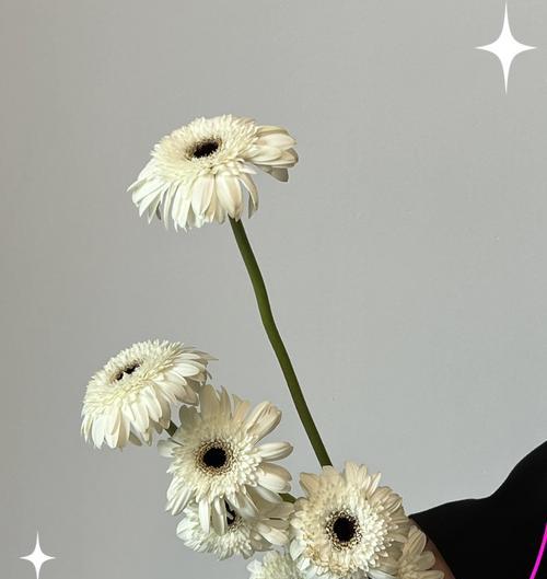哪种花象征纯洁和雅致？