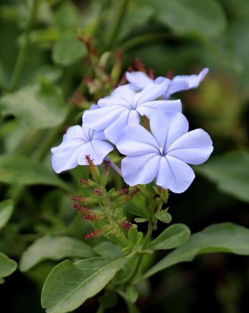 蓝色的花有哪些好的寓意？它们的花语是什么？