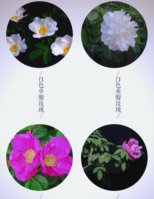 象征爱情的花有哪些？它们的名字和寓意是什么？