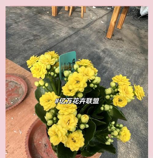 长寿花如何养殖？长寿花的寓意和象征是什么？