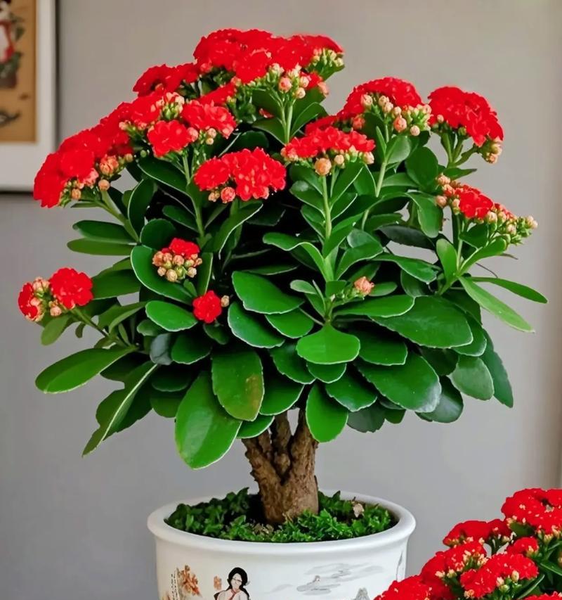 长寿花如何养殖？长寿花的寓意和象征是什么？