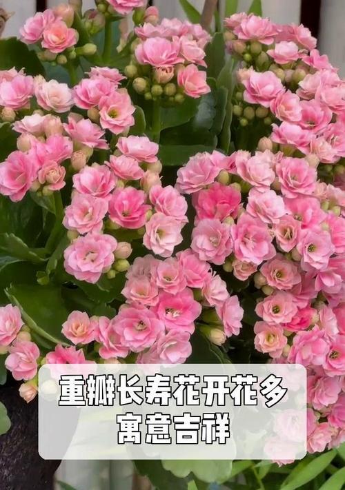 长寿花如何养殖？长寿花的寓意和象征是什么？