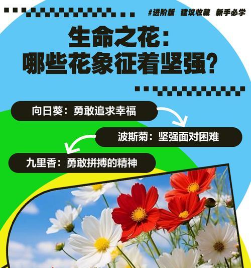 哪种花象征着快乐和坚强？