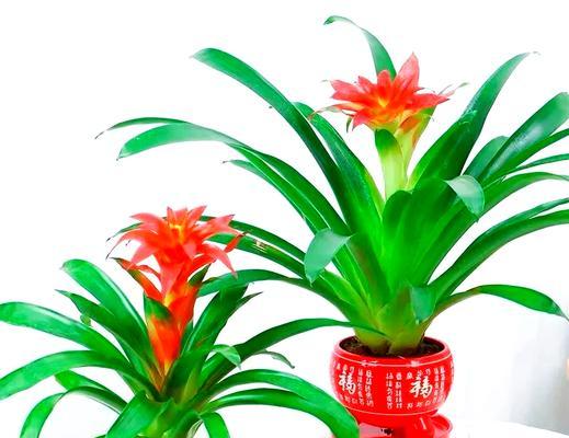 哪种花寓意好运的到来？