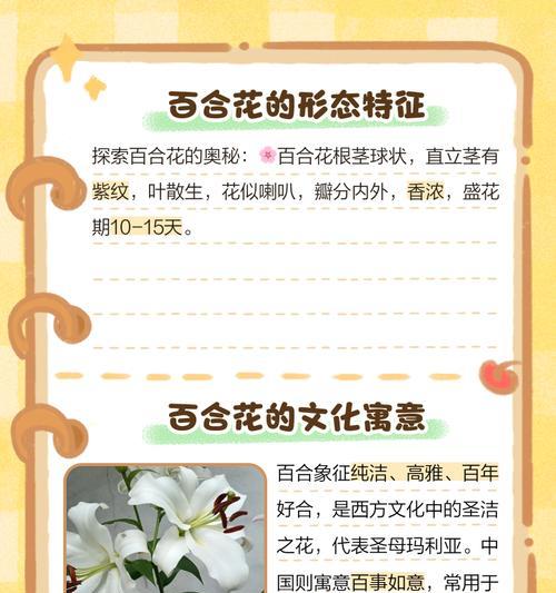 橘色百合花代表什么意义？