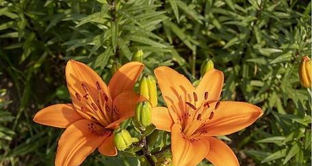 橘色百合花代表什么意义？