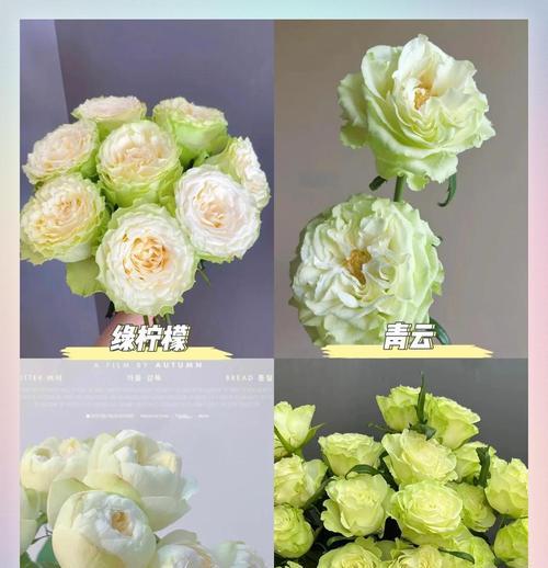 紫色和绿色玫瑰花各自代表什么？