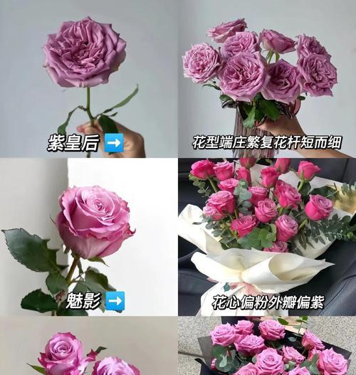 紫色和绿色玫瑰花各自代表什么？