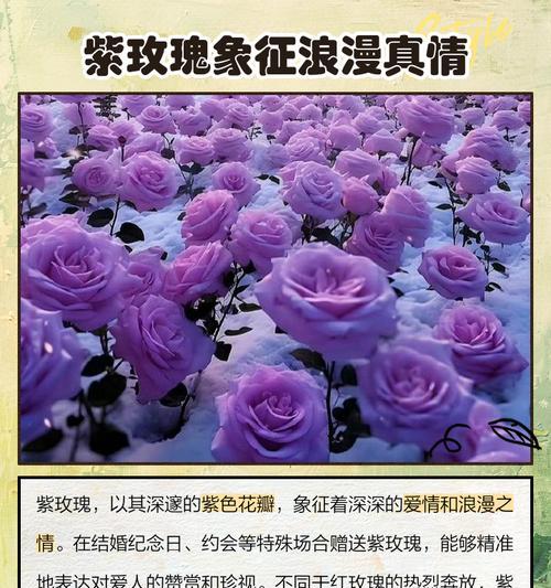 紫色和绿色玫瑰花各自代表什么？