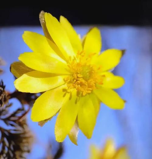 蓝色冰凌花的花语是什么？冰凌花的寓意是什么？