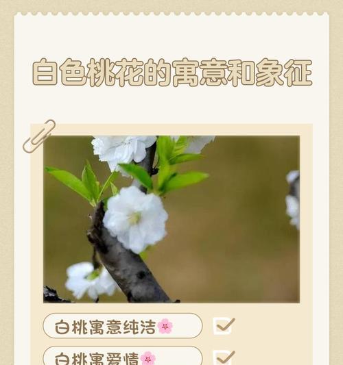 生日白色花的寓意和象征是什么？如何挑选寓意纯洁和祝福的花卉？