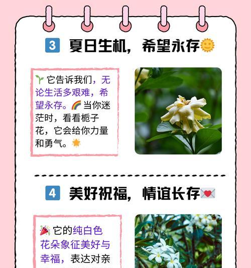 生日白色花的寓意和象征是什么？如何挑选寓意纯洁和祝福的花卉？