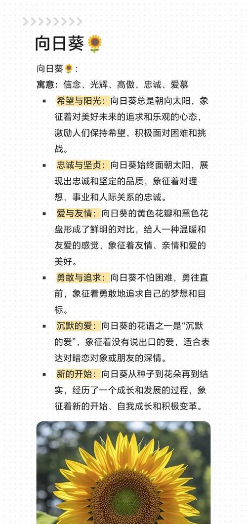 太阳花在父亲节有何寓意？